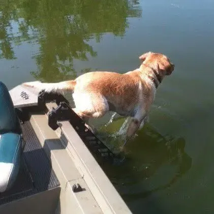 Hunting Boat Dog Ladder